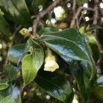 Diospyros whyteana 花