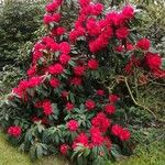 Rhododendron arborescens Natur