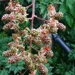 Rubus nemoralis Fruit