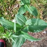 Epipactis helleborineLeht