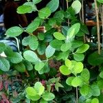 Feijoa sellowiana 葉