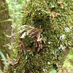 Grammitis serrulata Φύλλο