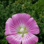 Malva punctata Flower