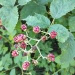 Rubus fruticosusFruit