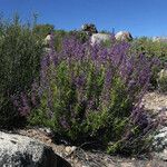 Trichostema parishii Celota