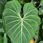 Philodendron gloriosum List