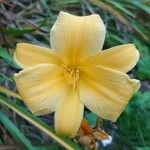 Hemerocallis lilioasphodelus फूल