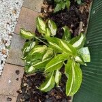 Hosta longipes Листок