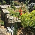 Gladiolus dalenii Floare