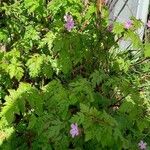 Geranium robertianumЦвят