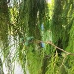 Cupressus pendula 葉