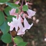 Abelia chinensis Flower