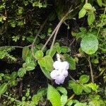 Episcia lilacina Flors