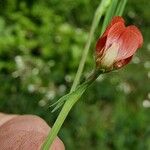 Lathyrus sphaericus Kvet