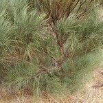 Retama monosperma Leaf