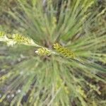 Carex canescens Flower