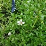 Bacopa monnieri葉