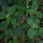 Acalypha arvensis Habit