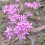 Centaurium erythraeaЦветок