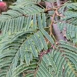 Calliandra houstoniana ഇല