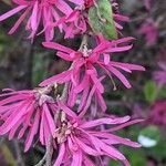 Loropetalum chinense Flower