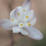 Simethis mattiazzii Flower