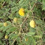 Vachellia nilotica Λουλούδι