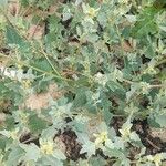 Atriplex laciniata पत्ता