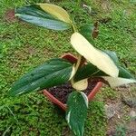 Costus arabicus পাতা