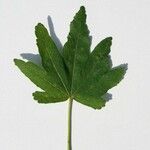 Dombeya acutangula Other