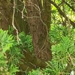 Chamaecyparis thyoides Bark