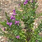 Polygala myrtifoliaফুল