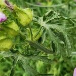 Malva tournefortiana Leaf