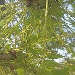 Fraxinus latifolia Цвят