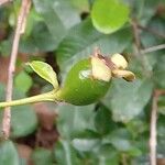 Psidium cattleyanum Ffrwyth