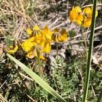 Hippocrepis scorpioides Çiçek