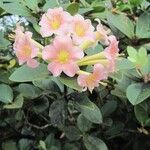 Rhododendron herzogii