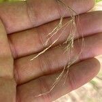 Phleum pratense 花