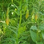 Lilium carniolicum Bloem