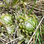 Sempervivum arachnoideum Fuelha