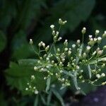 Erigeron canadensisΛουλούδι