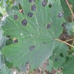 Acer pseudoplatanus Lapas
