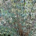 Buddleja globosa Bark