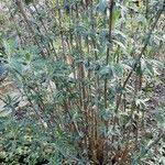 Buddleja globosa बार्क (छाल)