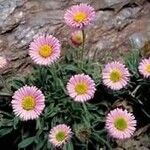 Erigeron frigidus