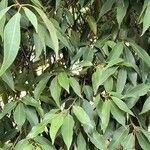 Quercus myrsinifolia Blatt