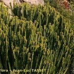 Euphorbia canariensis Plante entière