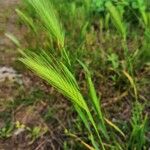 Hordeum pusillum Folla