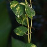 Epipremnum aureum Hábito