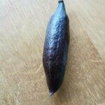 Brachychiton populneus Fruit